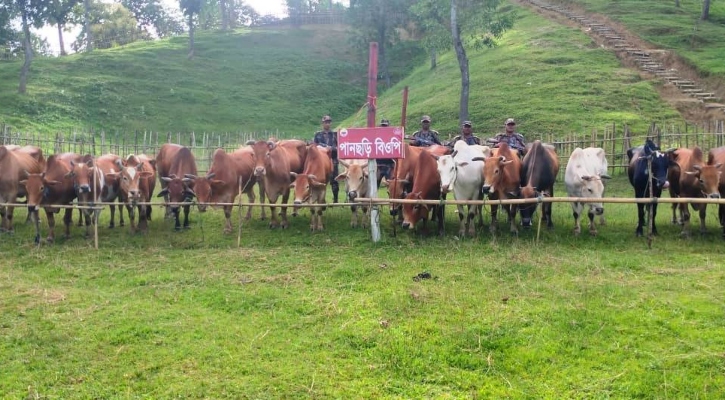 মিয়ানমার থেকে পাচার করা ৪১টি গরু জব্দ